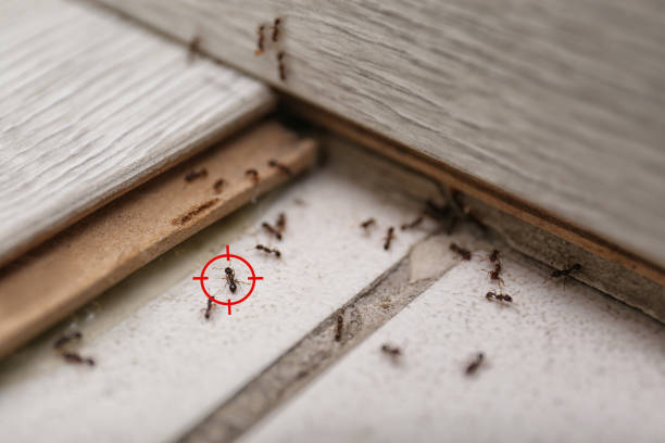 Best Mosquito Control Services  in Bay, AR