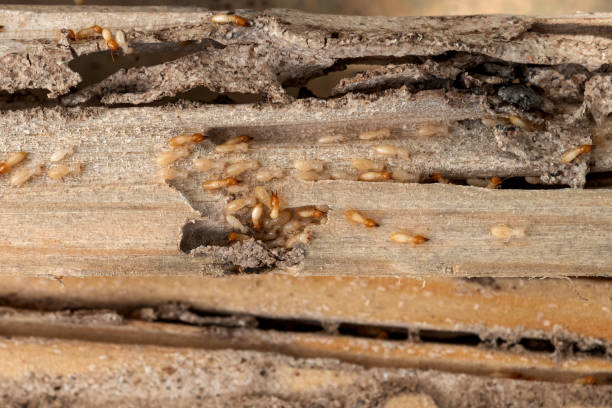 Best Pest Inspection Near Me  in Bay, AR